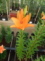 [5028 Campeche No01.JPG]